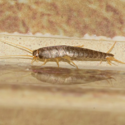 Image for Silverfish
