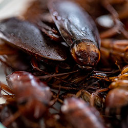 Image for Smokybrown Cockroaches