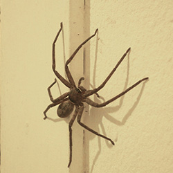 Image for Spiders