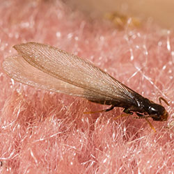 Image for Subterranean Termite Swarmers