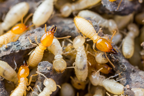Termites Before Extermination In Florida