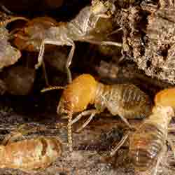 Image for Termites