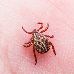 Image for Ticks