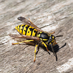 Image for Wasps