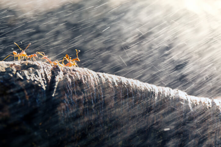 Ants on a log in hurricane rains that require extermination services in Florida