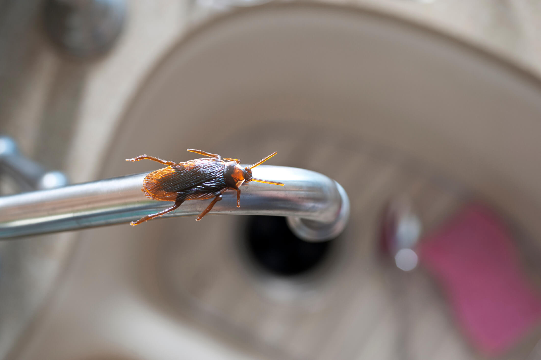 Roach On Kitchen Faucet Requiring Home Extermination Services In Florida