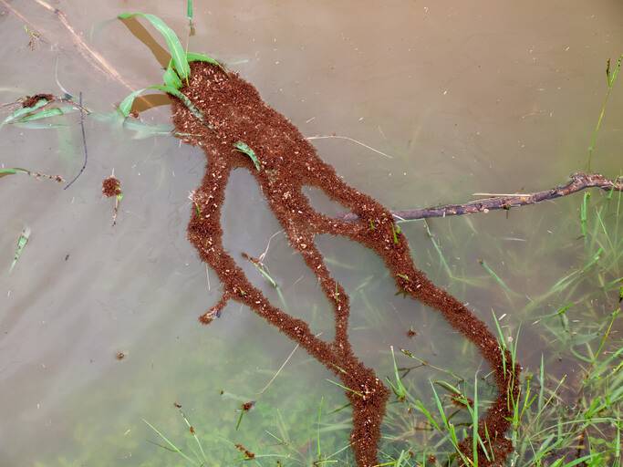 Fire ants floating on debris after a flood in Florida.