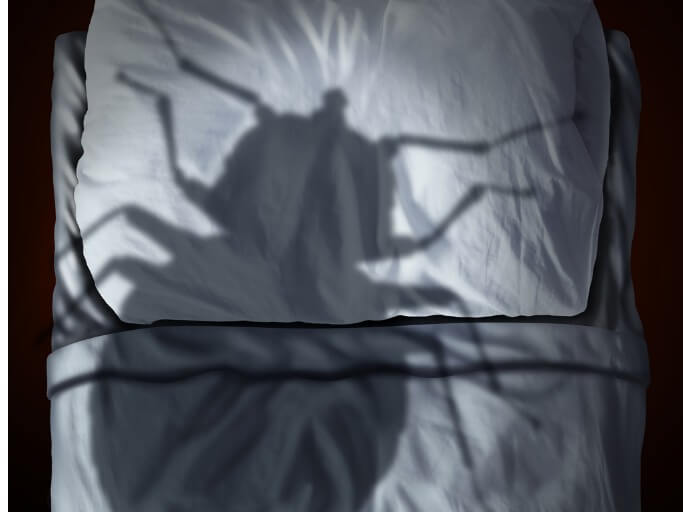 Bed Bug Looming Over Bed In Florida