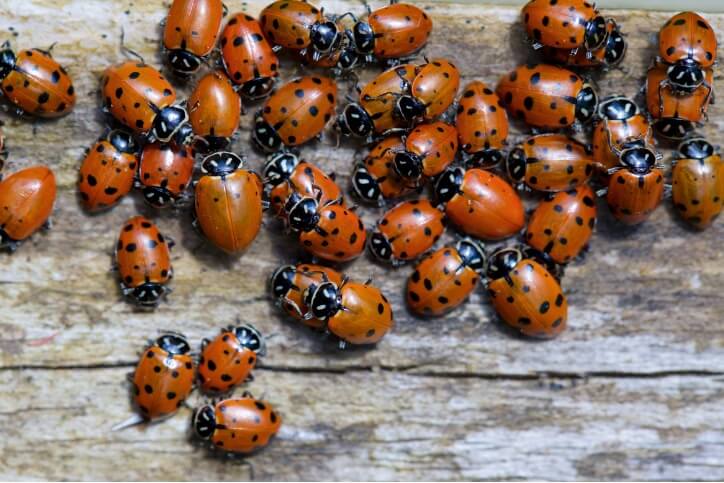 Ladybug Infestation In Florida