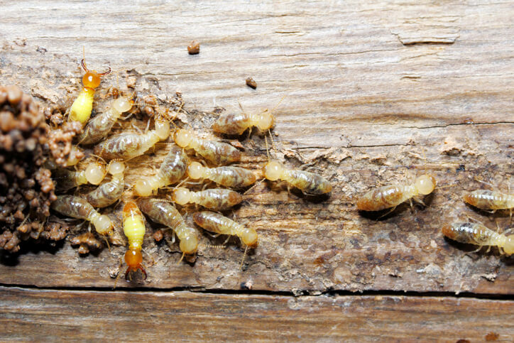 Termites On Wood Being Eliminated With Termite Pest Control In Green Cove Springs, FL