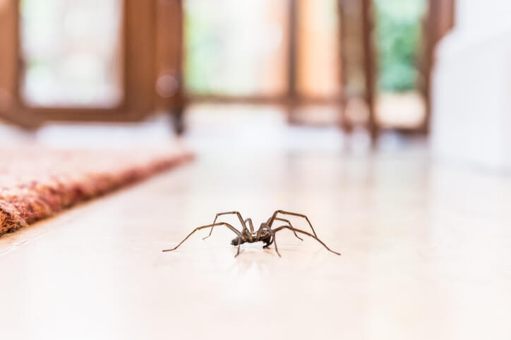 Spider Pest Control In Middleburg, FL