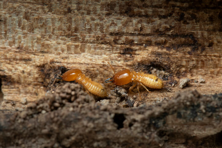 “Termite