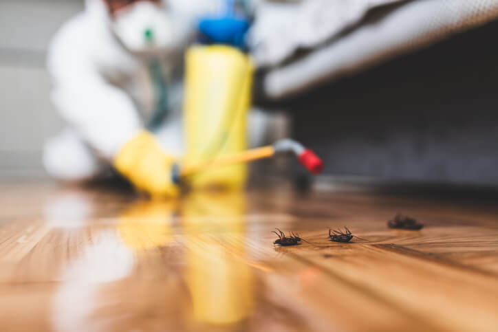 Getting Rid Of Roaches With Pest Control