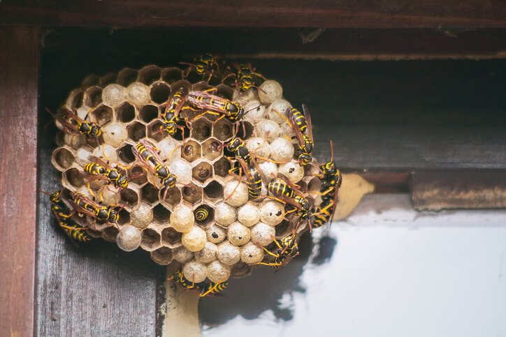 Wasps Making Their Nest In The Corner Of A Home