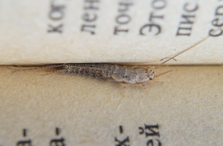 Silverfish On A Book