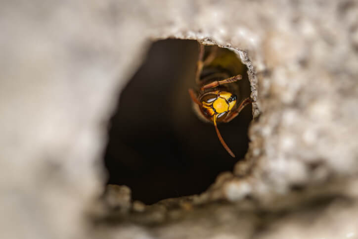 Wasp Inside Nest