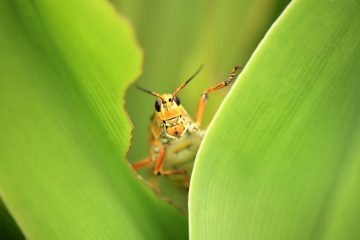 Image for 6 Ways To Protect Your Yard From Pests