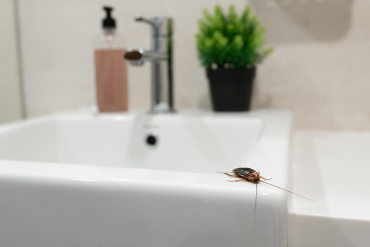 Cockroach Near Sink Drain