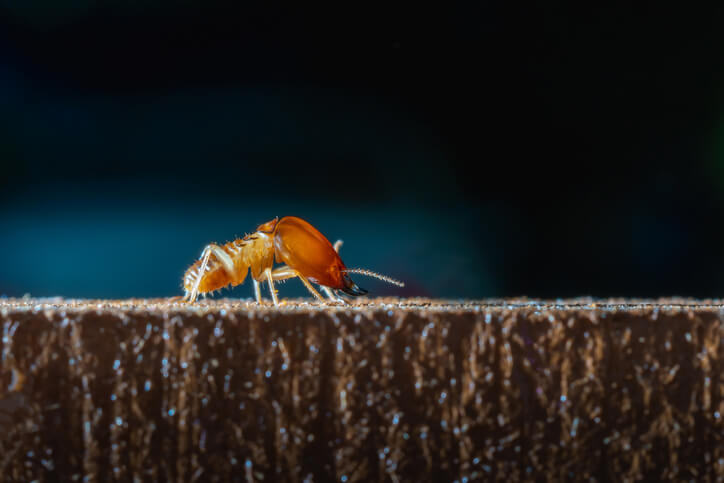 Termite