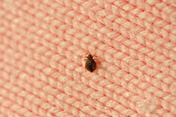 Image for 7 Surprising Bed Bug Hiding Places