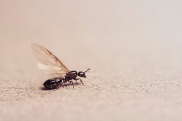 Image for 4 Tips For Getting Rid Of Ants With Wings