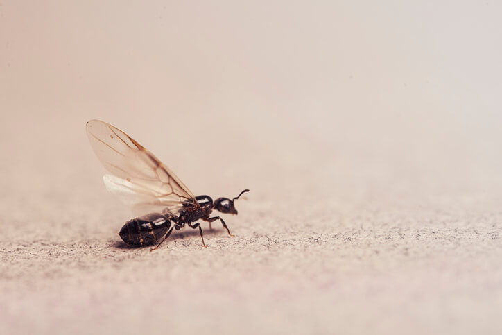 Winged Ant