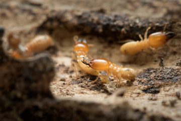 Image for How To Prepare For Termite Swarming Season