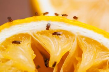 Image for How To Prevent Fruit Flies