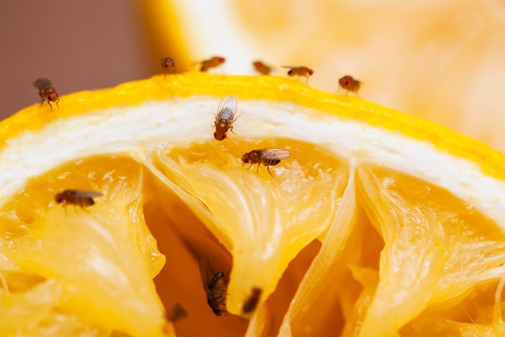 Fruit Flies On Some Fruit