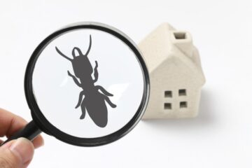 Image for 7 Ways Pests Can Get Inside Your Home