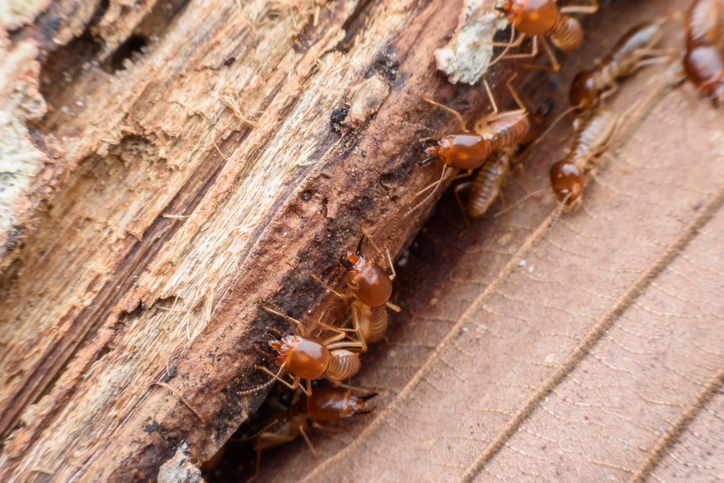 Termites Eating Wood