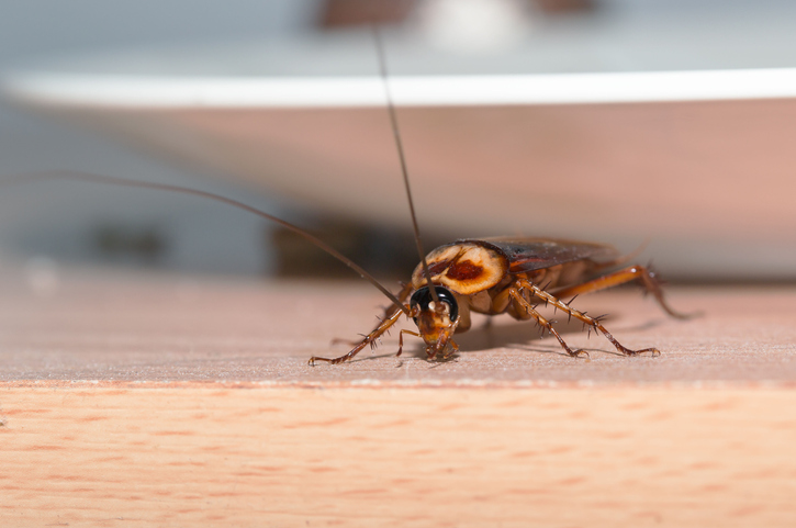 Roach Inside Of A House