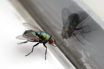 Image for Everything You Need To Know About Flies