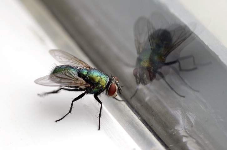 House Flies