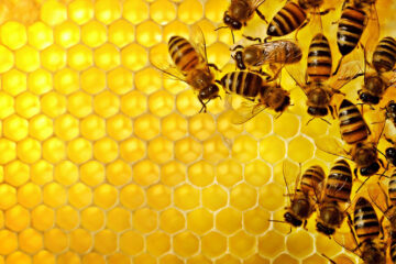 Image for Why Are Bees & Wasps More Active In The Fall?