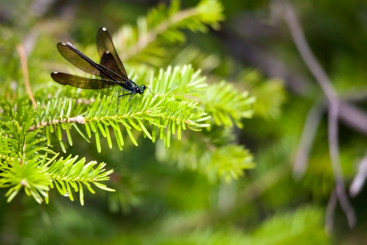 Common Christmas Tree Pests