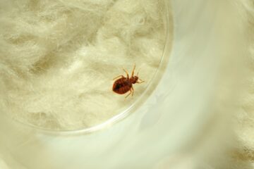 Image for Everything You Need To Know About Bed Bugs
