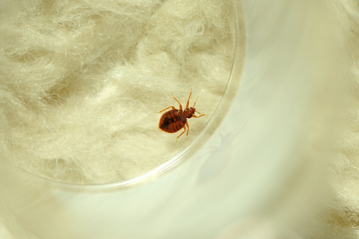 Everything You Need To Know About Bed Bugs
