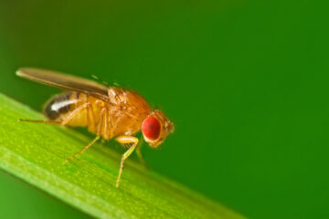 Image for Fruit Flies Vs. Drain Flies