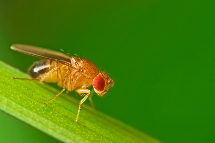 Fruit Flies Vs. Drain Flies