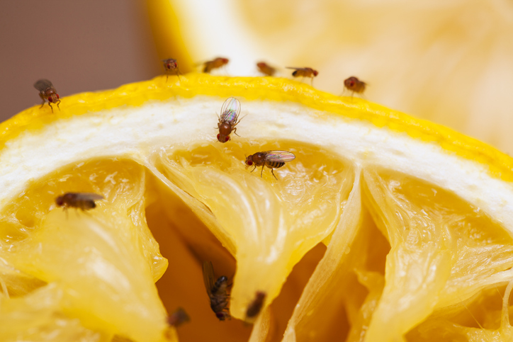How To Get Rid Of Fruit Flies
