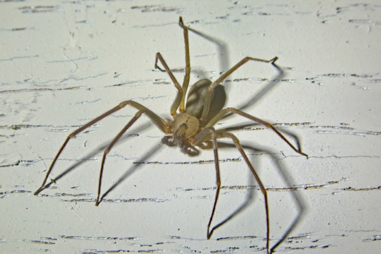 Brown Recluse Spiders
