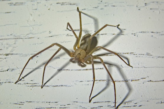 brown recluse vs wolf spider