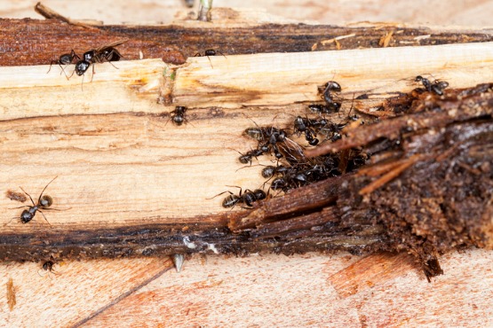 Carpenter Ants