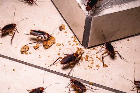 Cockroaches