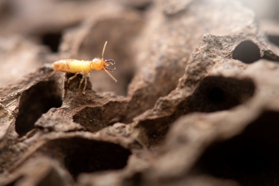 Formosan Termites