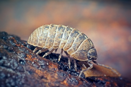 Pill Bugs