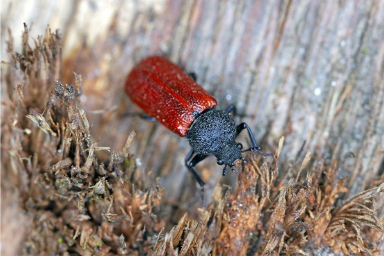 Powderpost Beetles