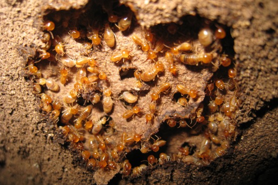 Drywood Termites