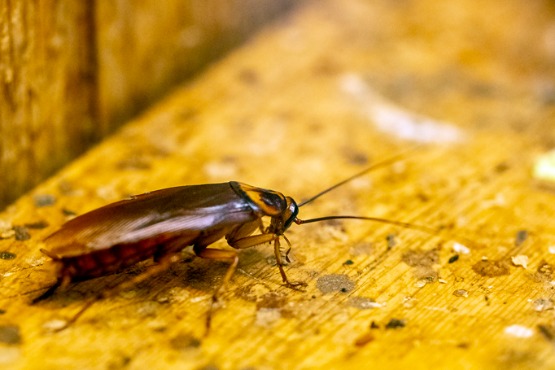 Brown-Banded Cockroaches